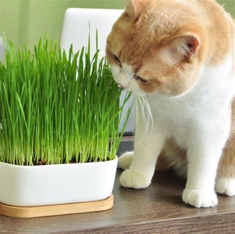 Kedi çimi nasıl hazırlanır